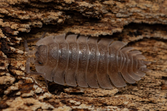 Trachelipus trilobatus