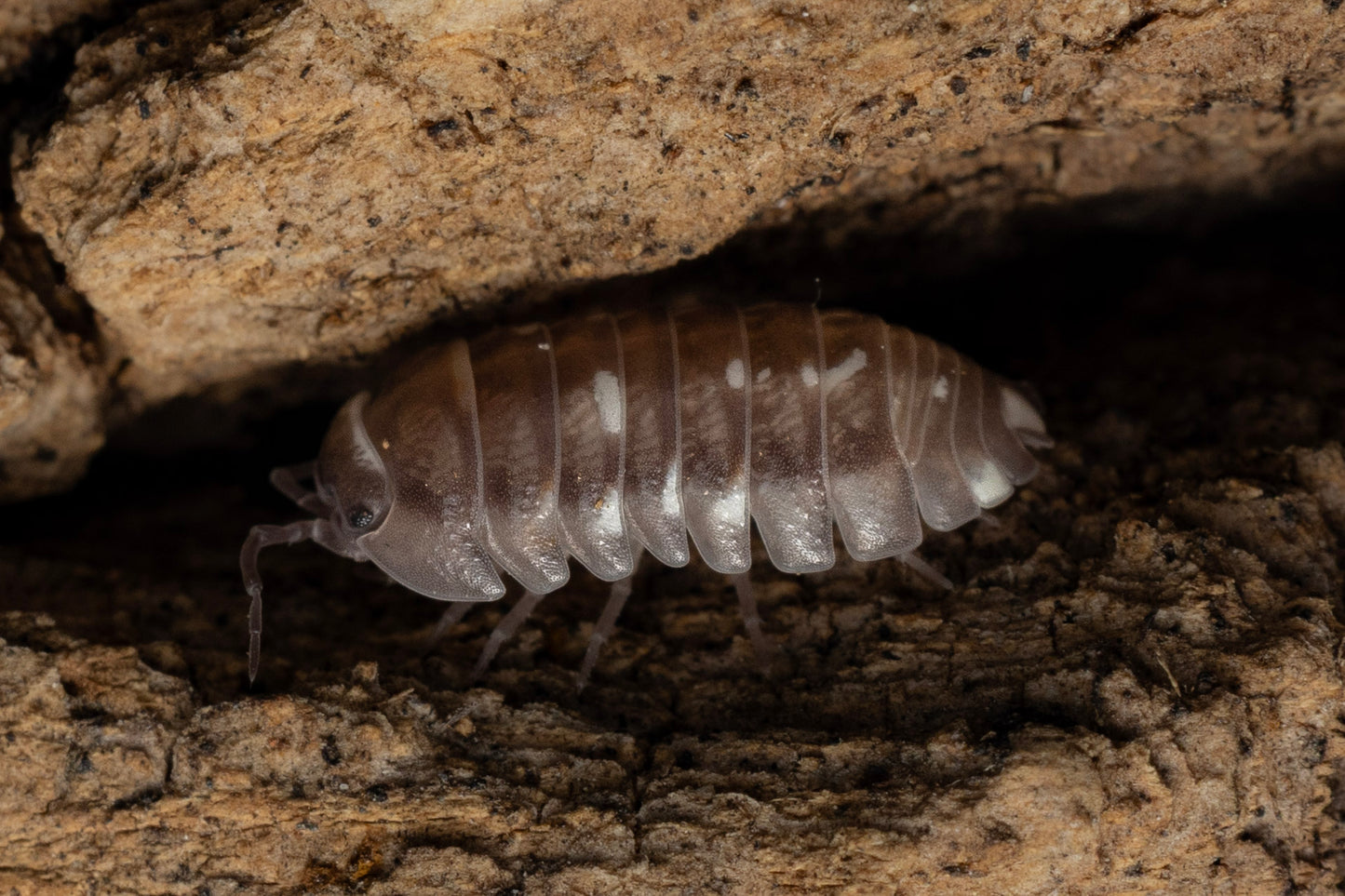 Armadillidium corycraem