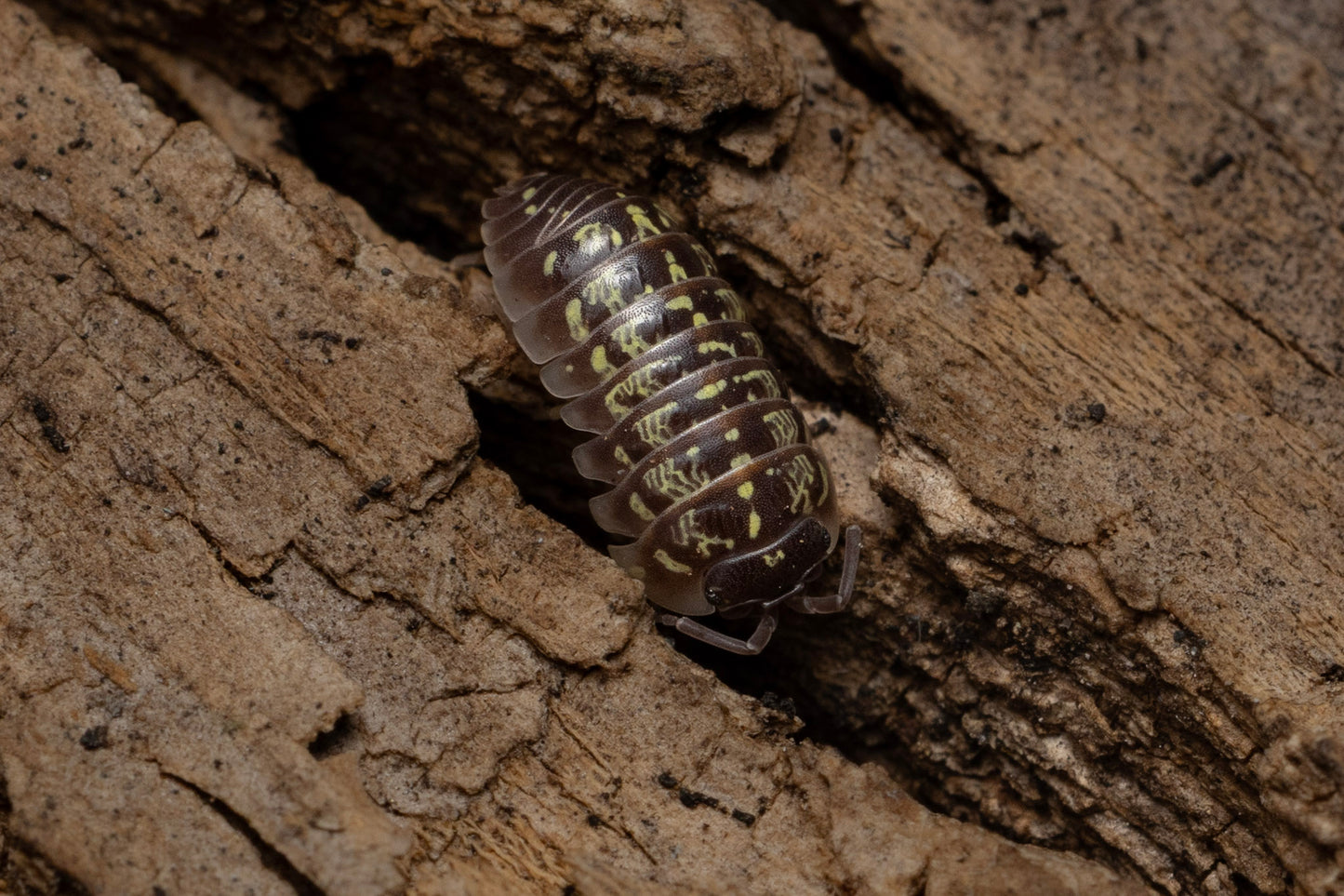 Armadillidium versicolor 'Ceska'