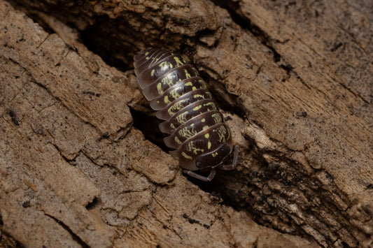 Armadillidium versicolor 'Ceska'
