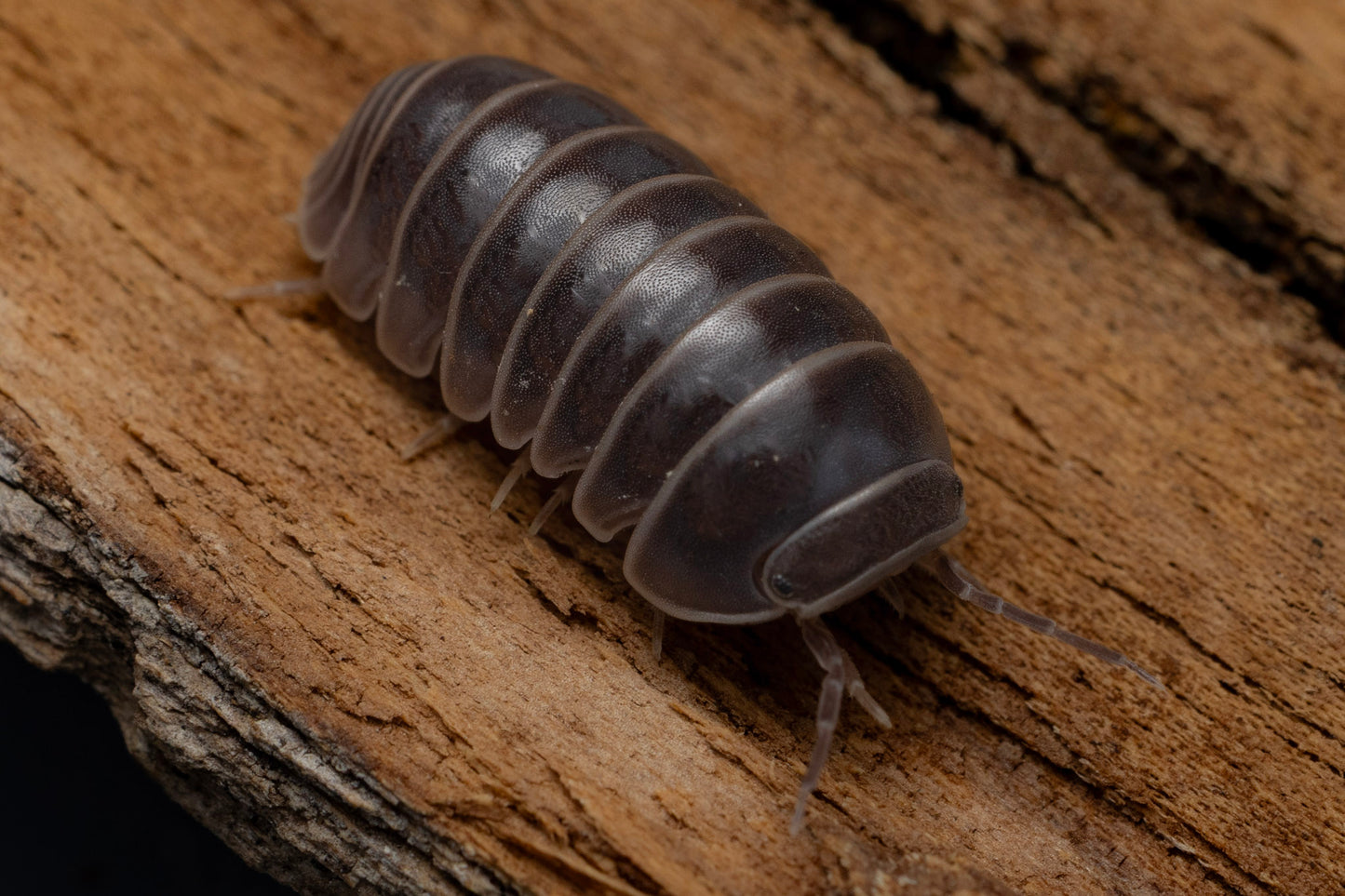 Armadillo offcinalis 'Isreal'