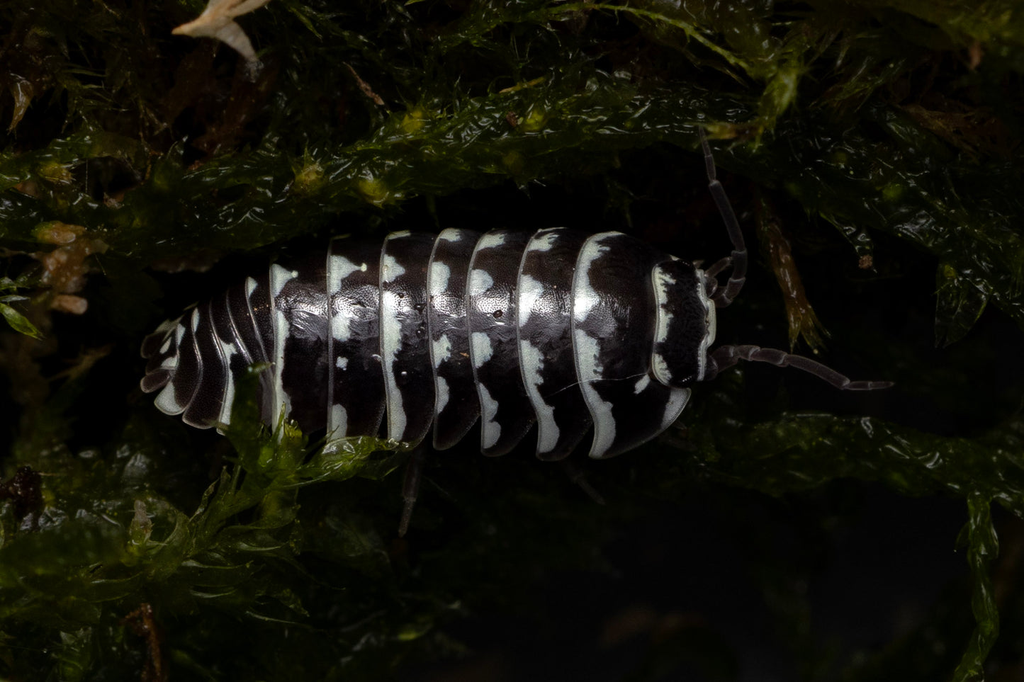Armadillidium maculatum 'Zebra'