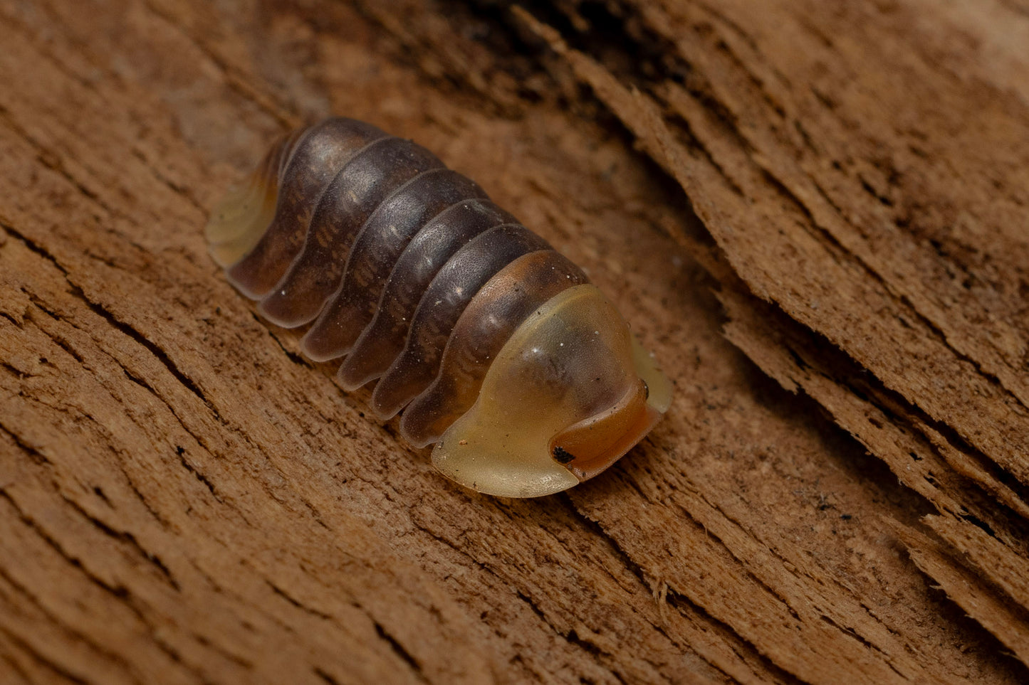 Cubaris sp. "Rubber Ducky"