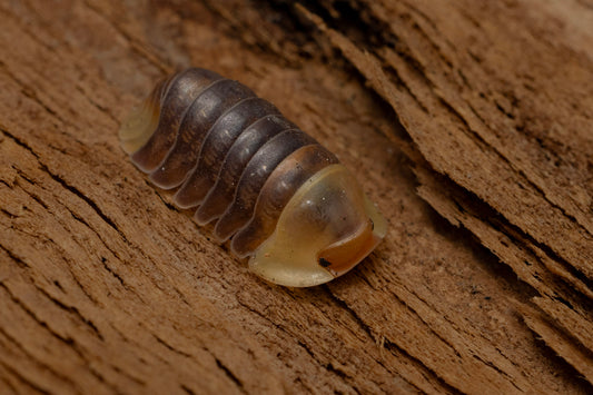 Cubaris sp. "Rubber Ducky"