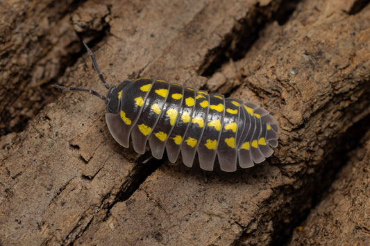 Armadillidium gestroi