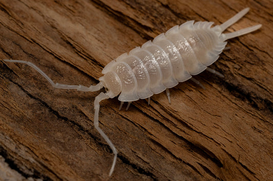 Porcellio hoffmanseggii 'White Out'