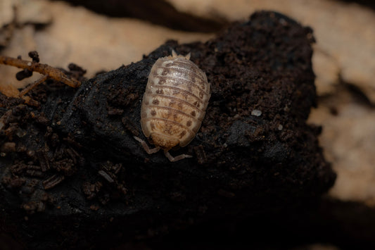 Agabiformius lentus