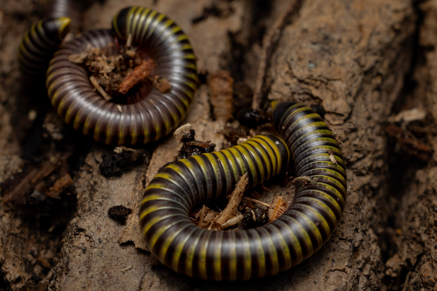 Anadenobolus monilicornis  "Bumblebee Millipede"