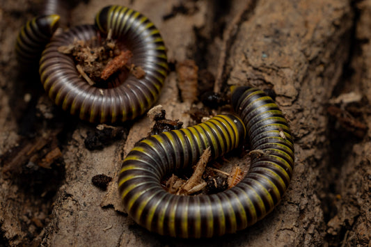 Anadenobolus monilicornis  "Bumblebee Millipede"