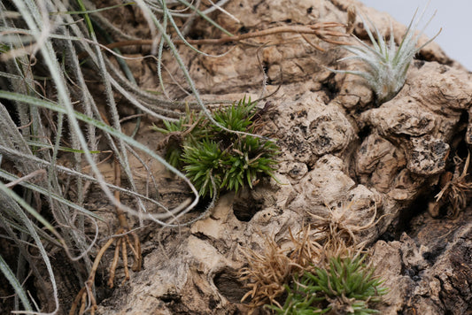 Tillandsia aeranthos 'Teddy Bear'