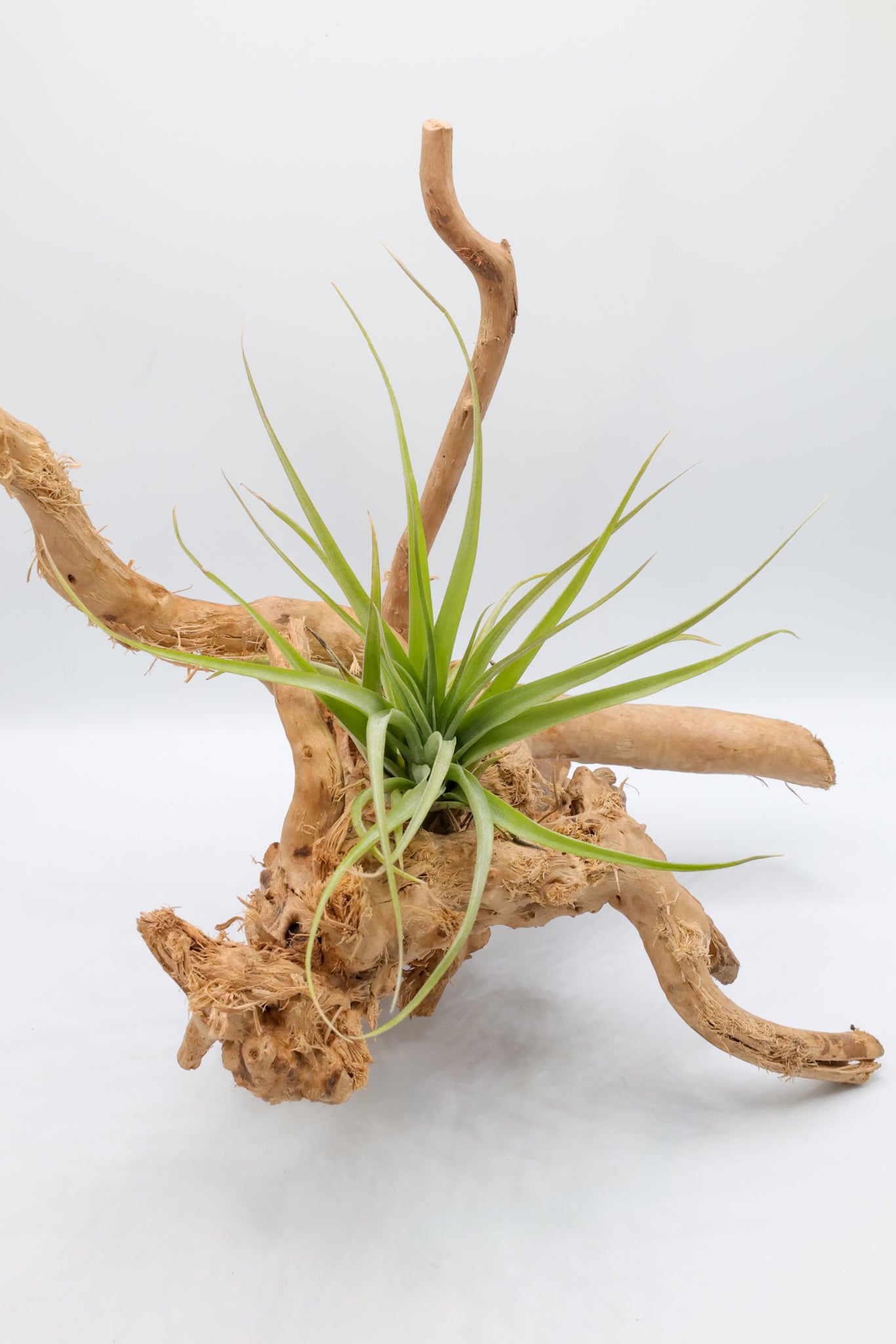 T. brachycaulos