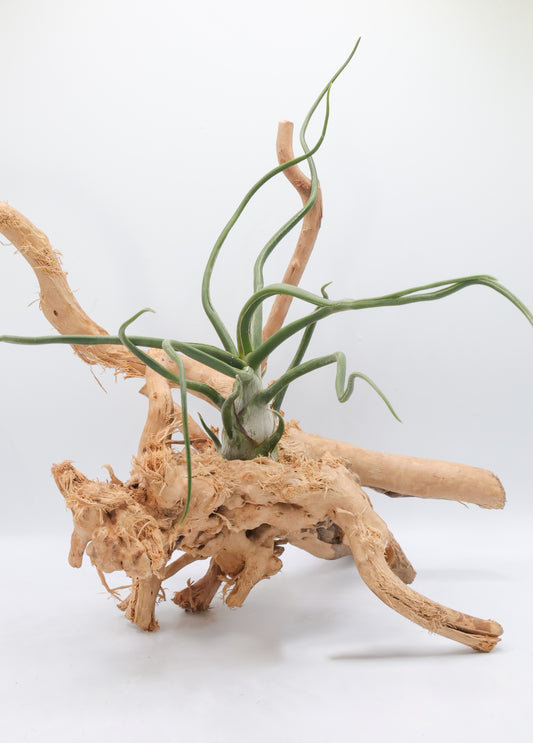 T. bulbosa 'Belize'