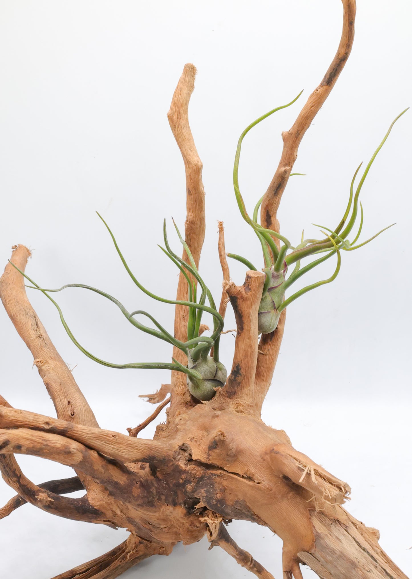 T. bulbosa