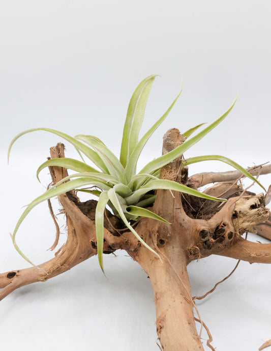 T. capitata 'Peach'