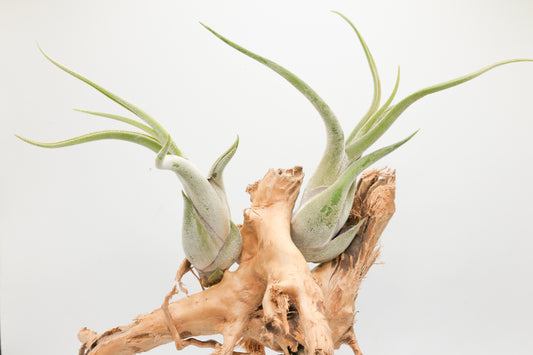 T. caput-medusae
