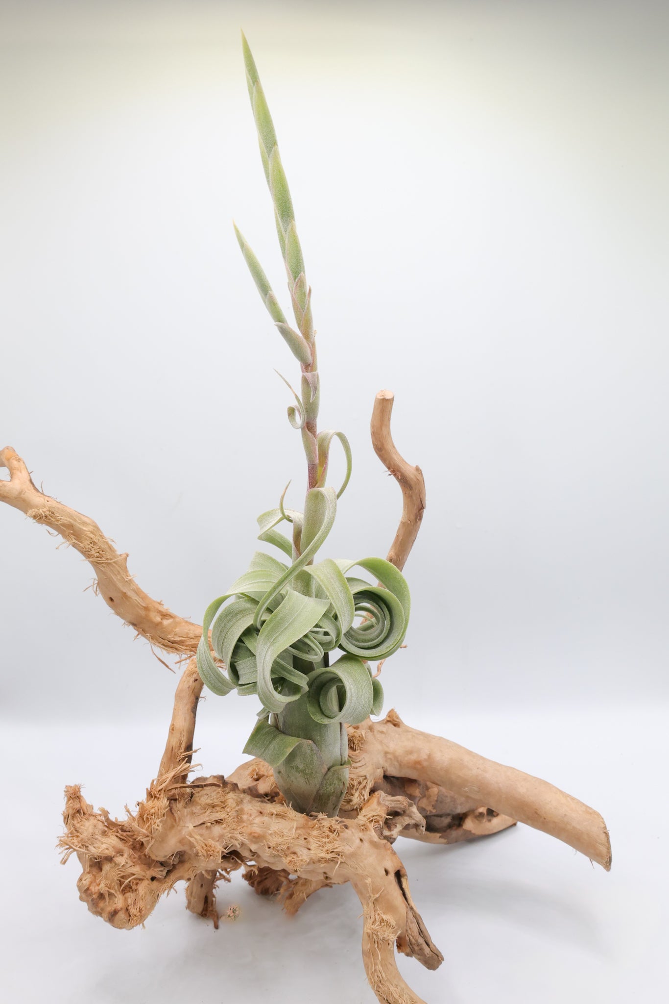 T. 'Curly Slim'