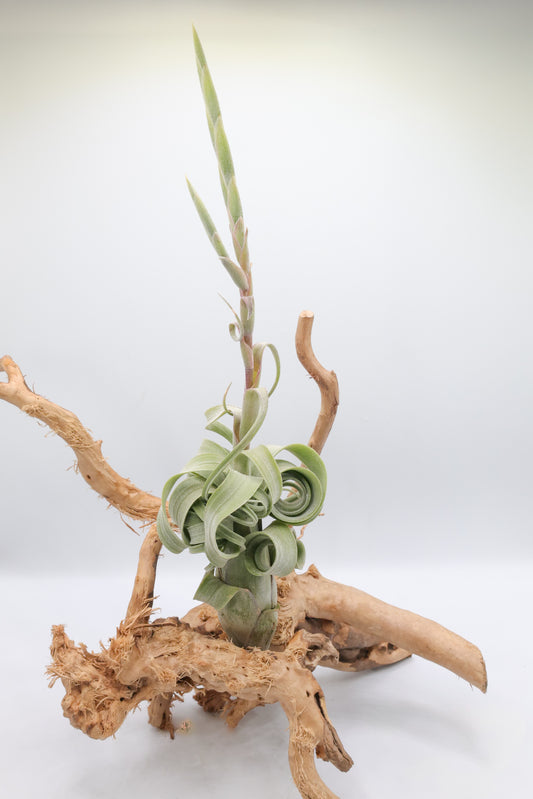 T. 'Curly Slim'