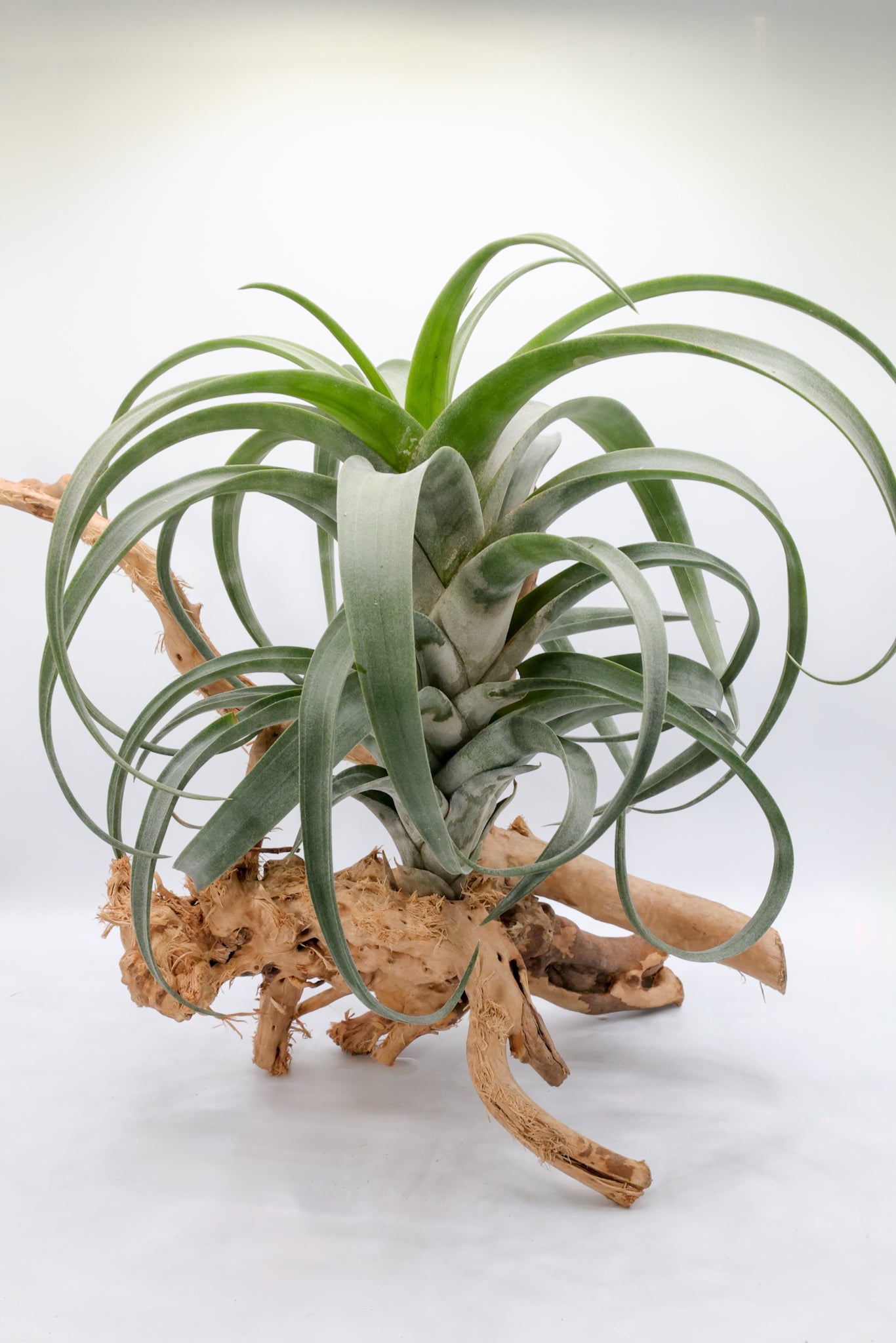 T. flexuosa vivipara Northern Range