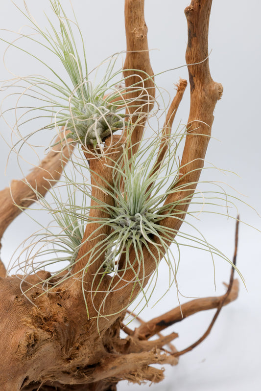 T. fuchsii v. gracilis