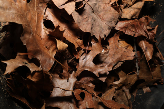 Tree Feather Mix