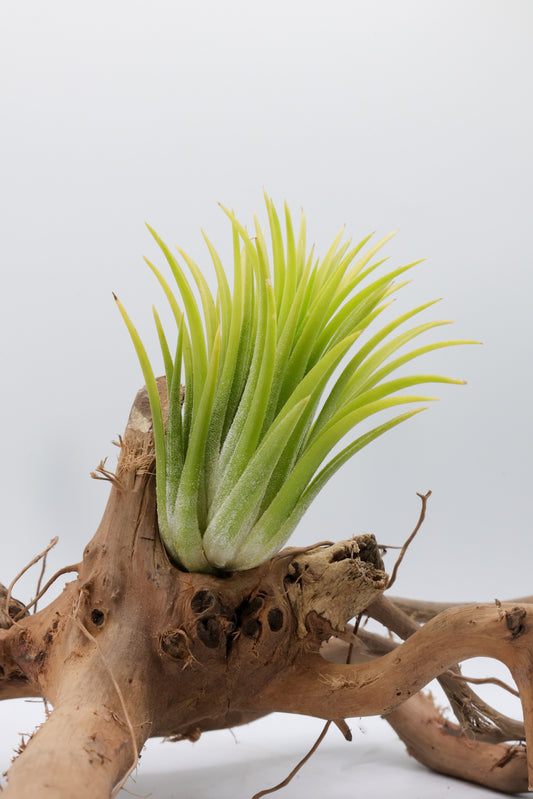 T. ionantha 'Druid'