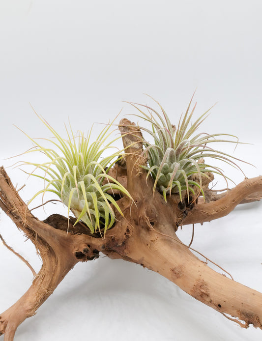 T. ionantha 'Guatamala'