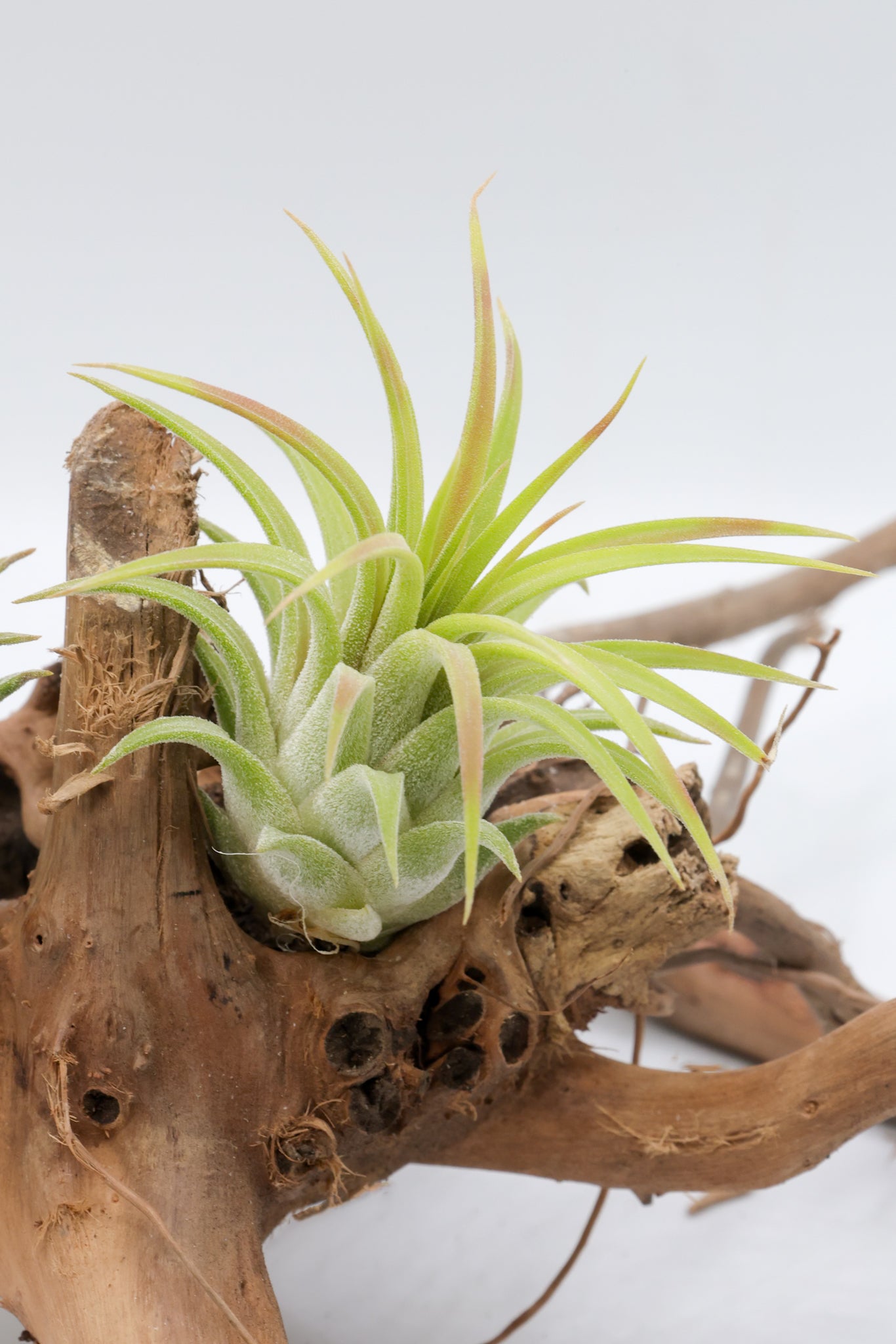 T. ionantha 'Rubra'
