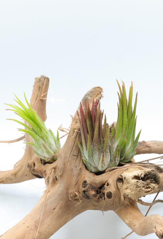 T. ionantha Fuego