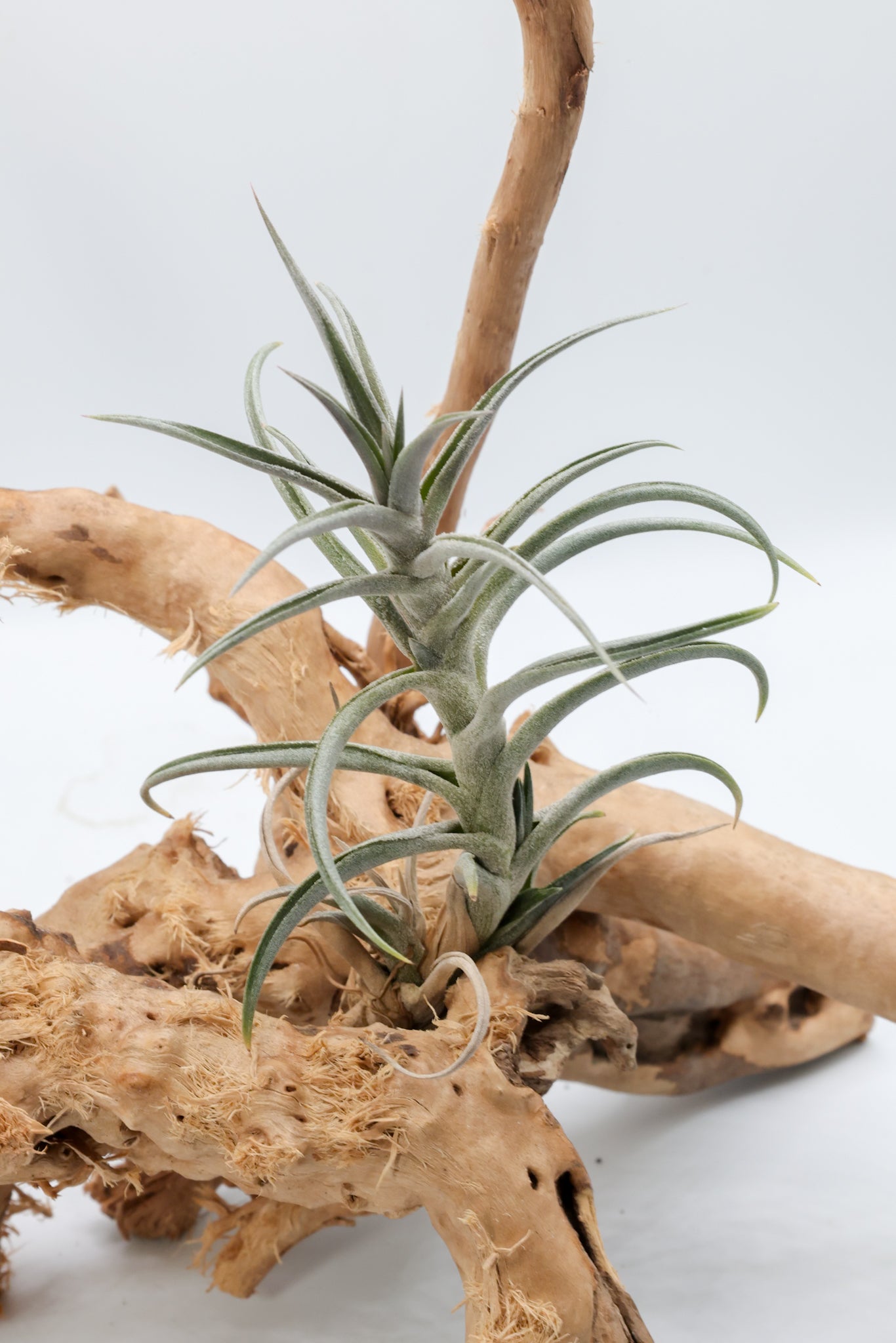 T. jonesii