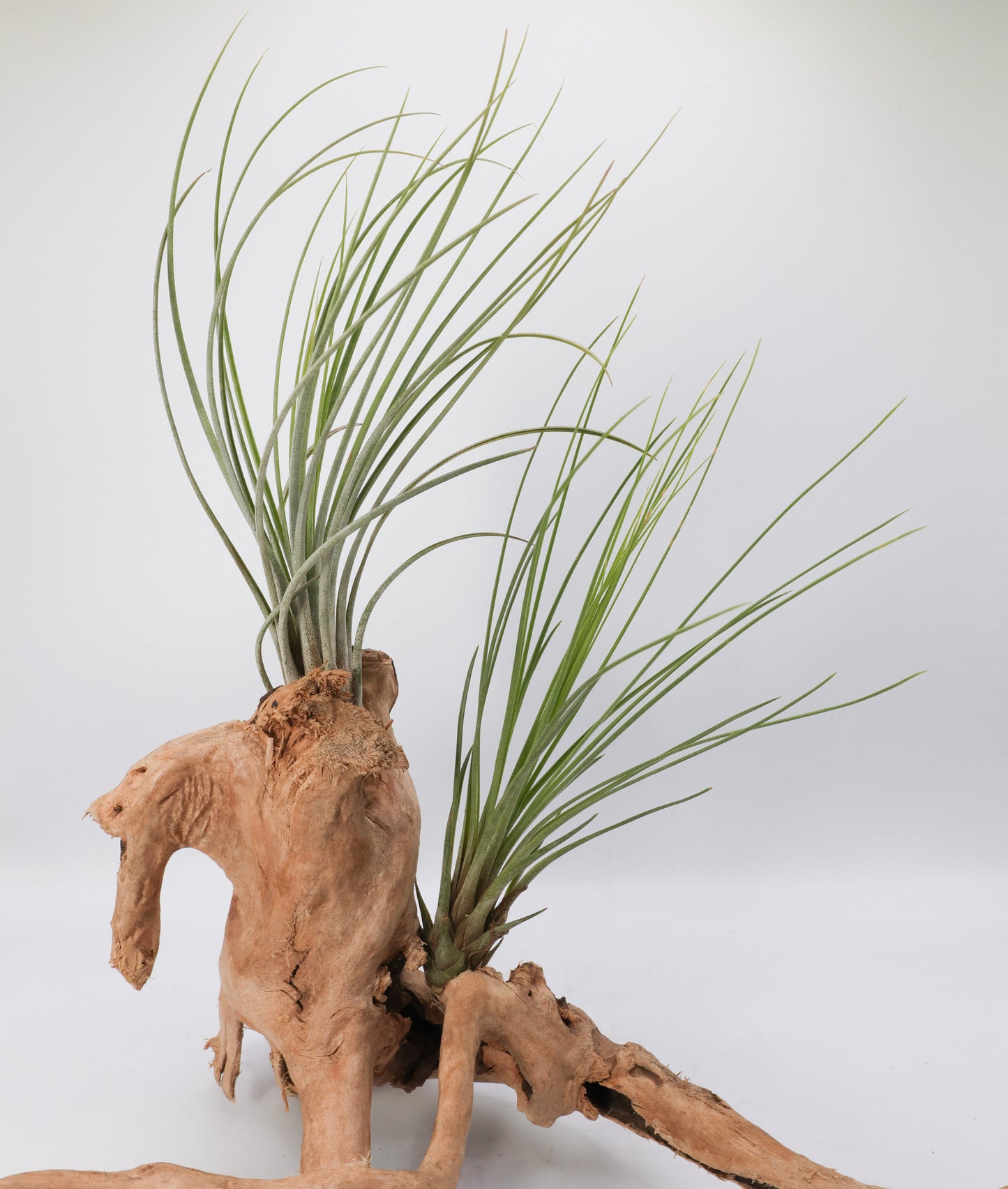 T. juncifolia