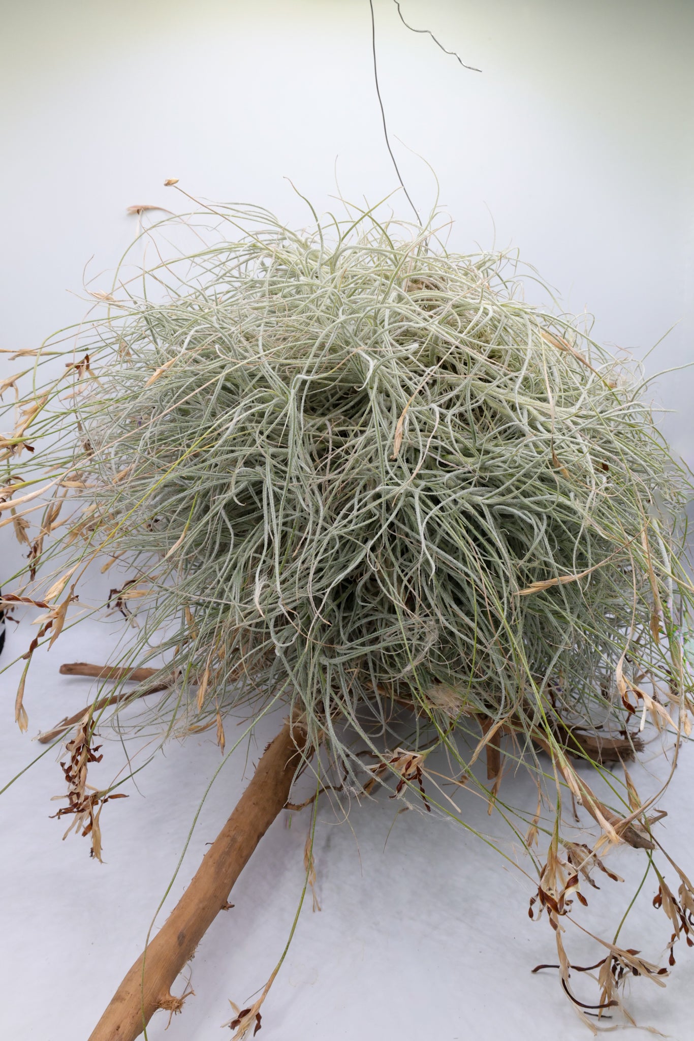 T. mallemontii