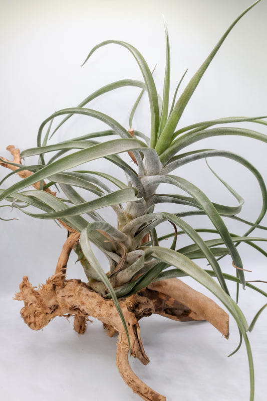 T. novakii