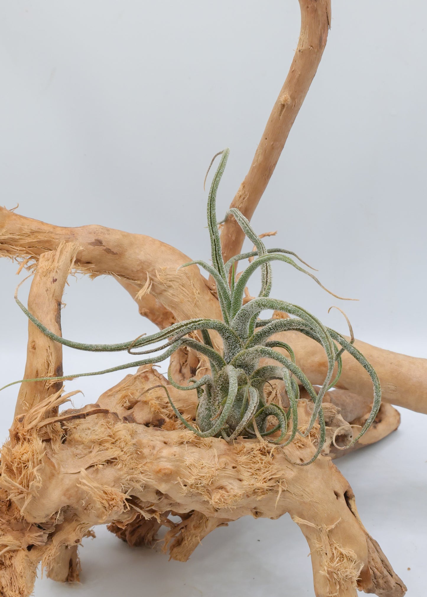 T. pruinosa 'Guatamala'