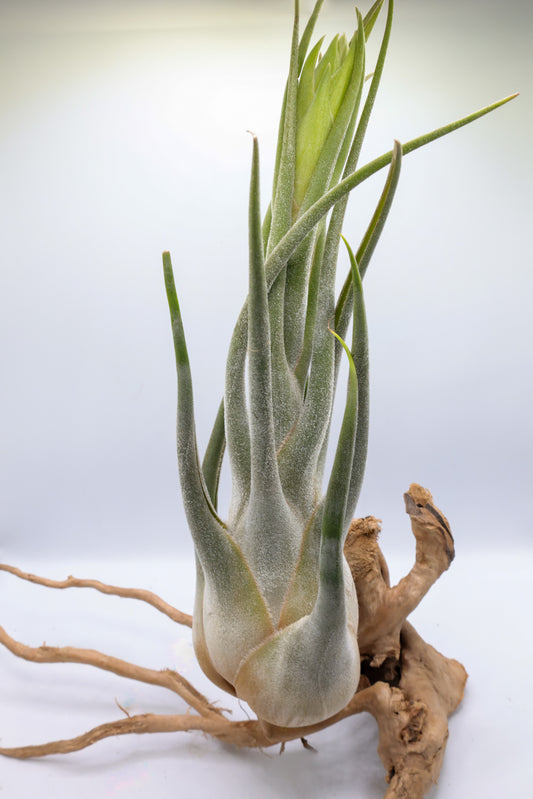T. seleriana