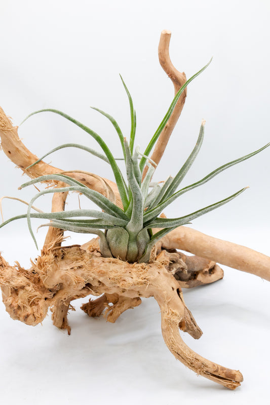 Tillandsia 'Showtime'