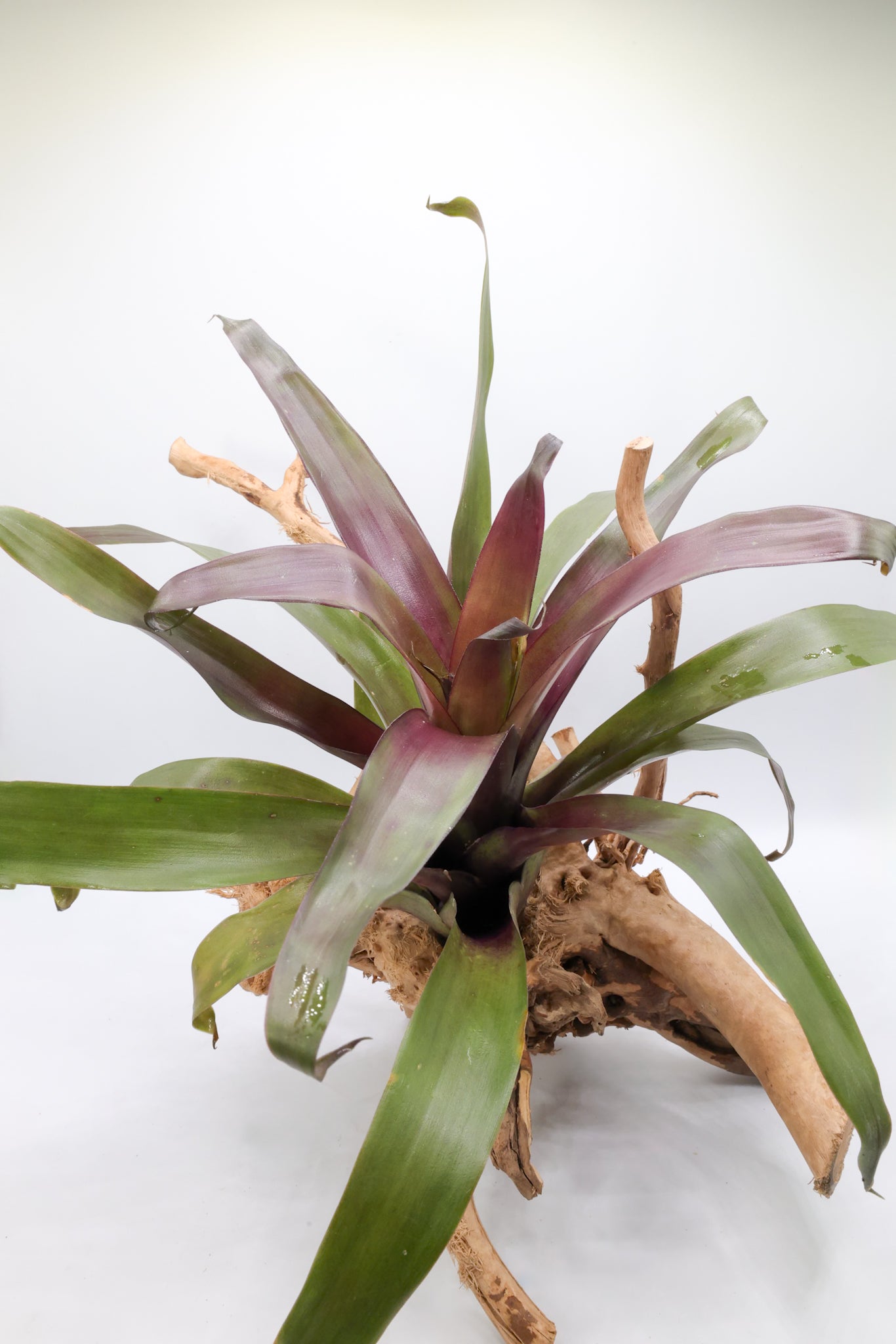 T. somnians