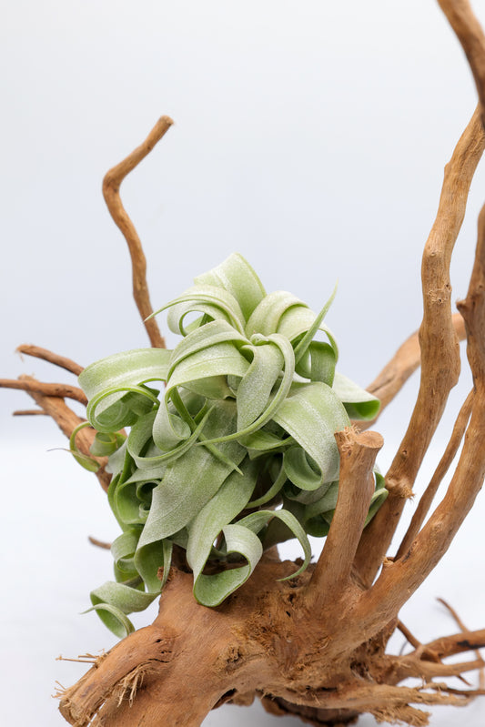 T. streptophylla