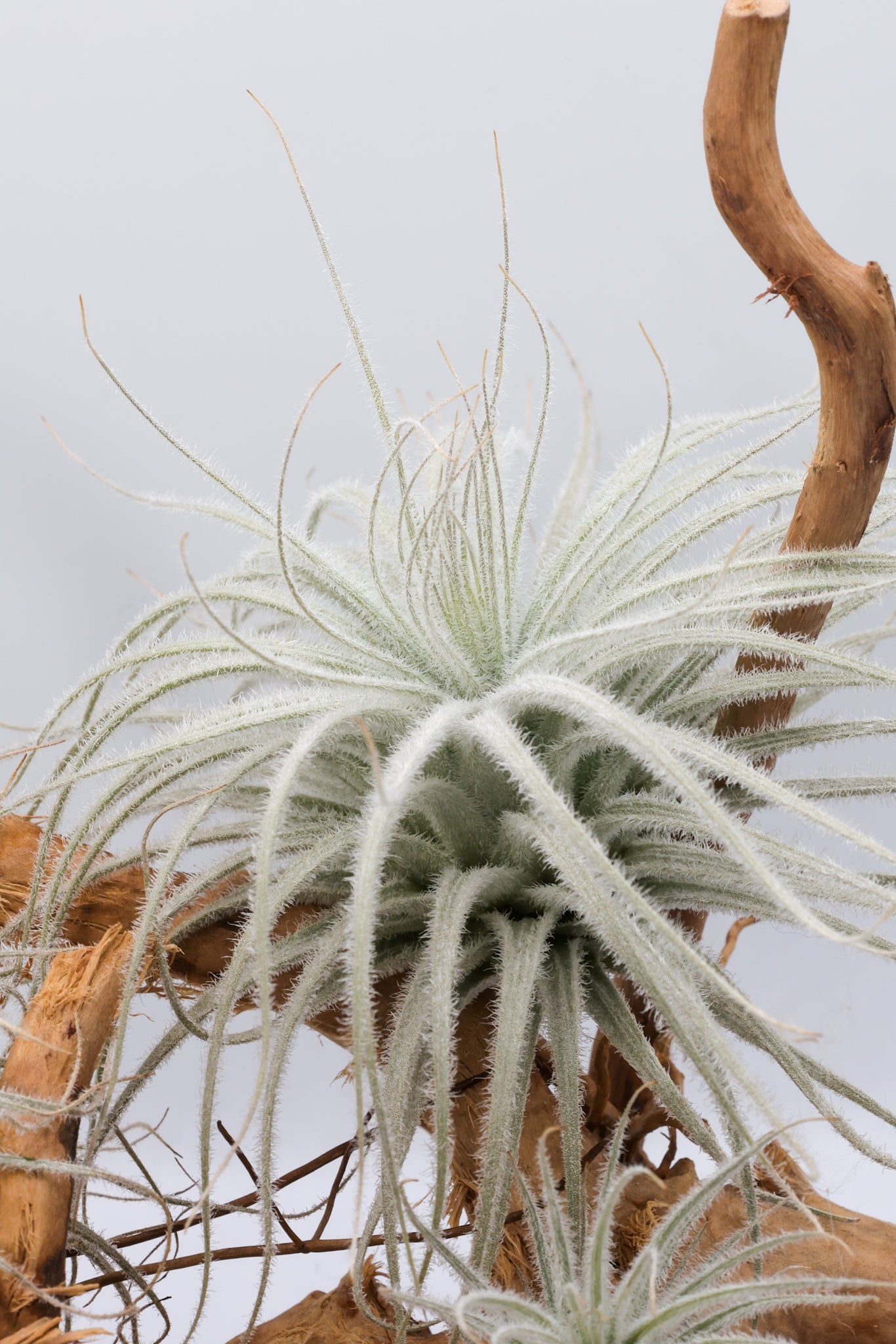 T. tectorum 'Equador'