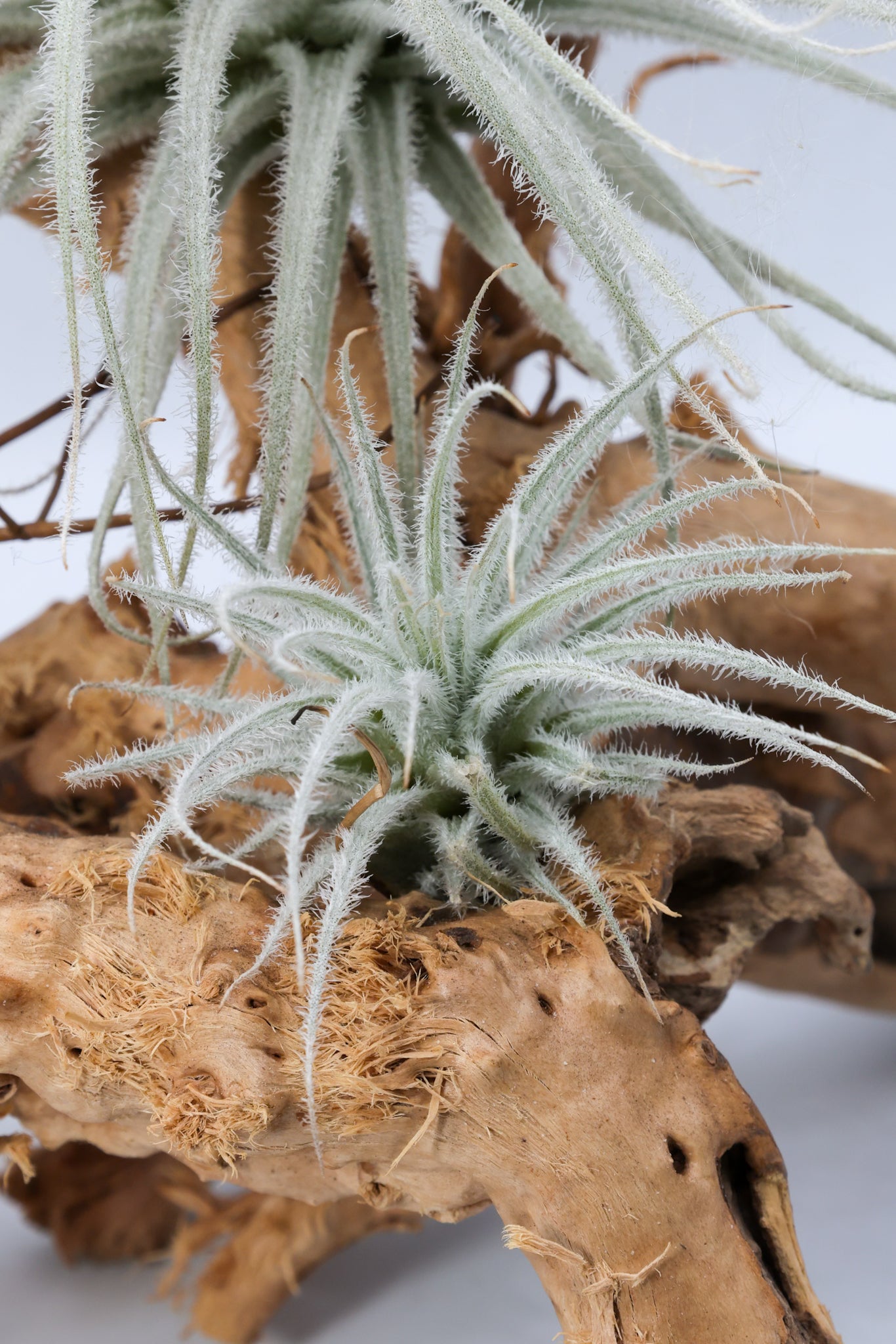 T. tectorum 'Equador'