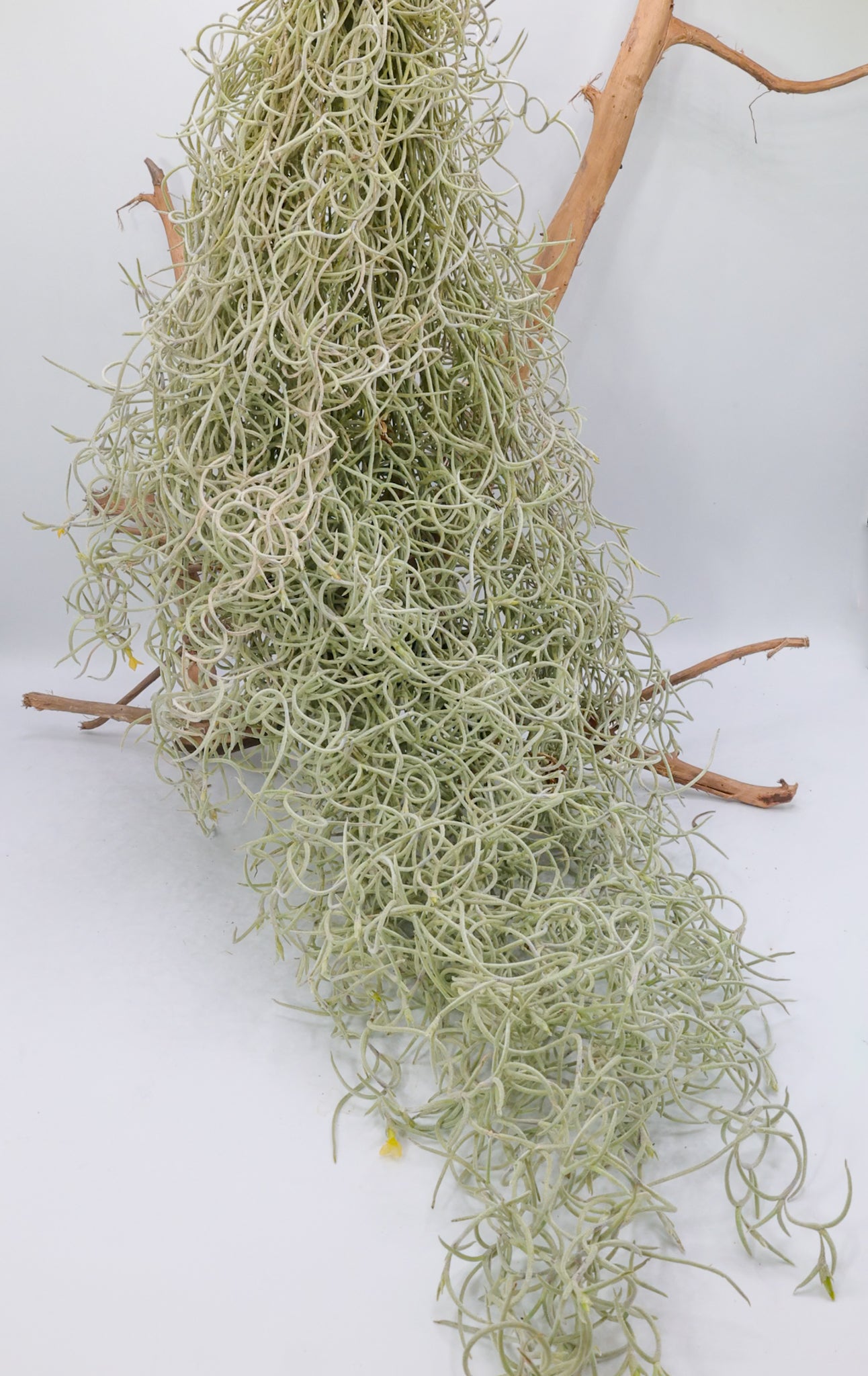 T. usneoides Spanish moss 'Fragrant Orange Flower'