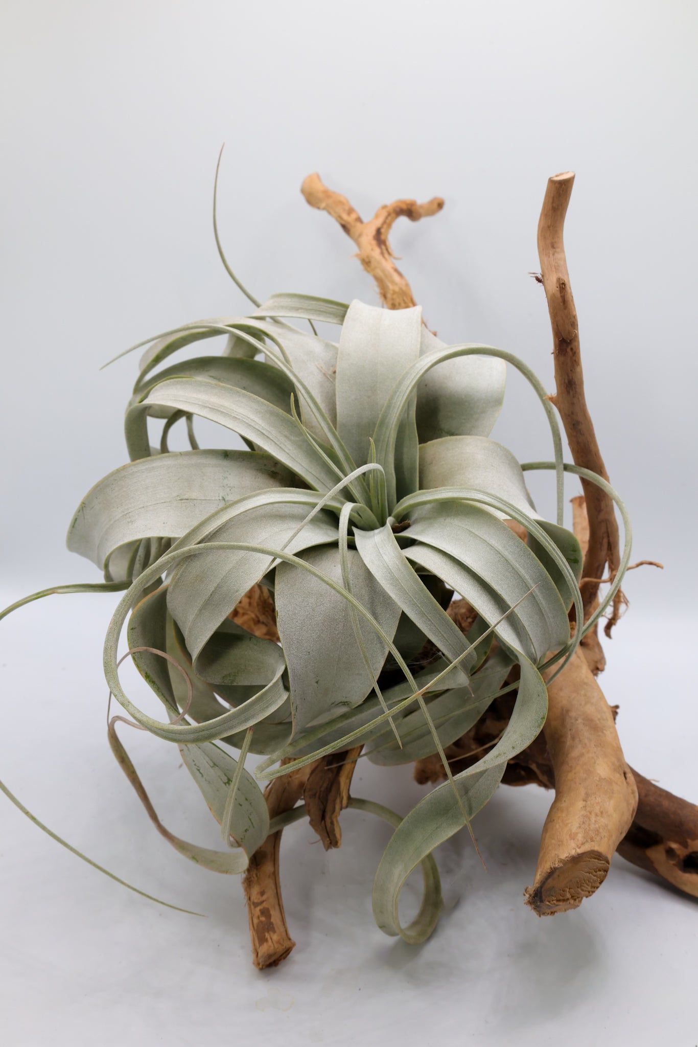 T. xerographica